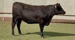 Bred Angus Heifer
