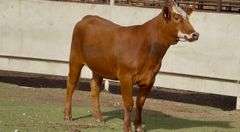 Bred Red Whiteface