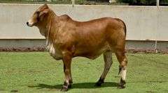Open Red Brahman Heifer