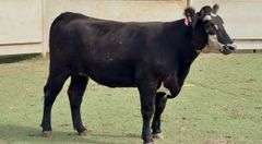 Bred Black Motley Face