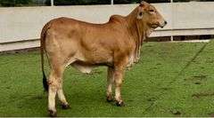 Open Red Brahman Heifer