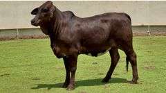 Open Brahman Cross Heifer