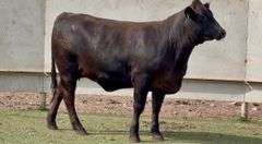 Bred Brangus Heifer