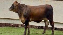 Open Braunvieh Brahman Cross Heifer