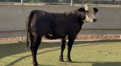 Bred Black Whiteface Heifer