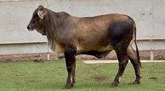 Open Brauvieh Brahman Cross Heifer