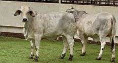 Open Brahman Heifers