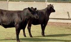 Bred Angus Heifers