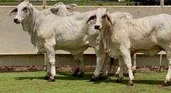 Open Brahman Heifers