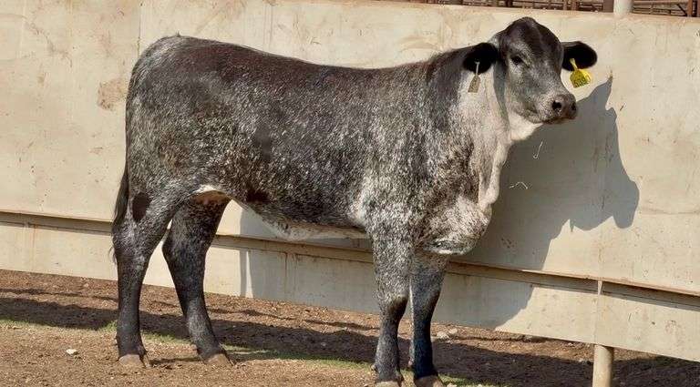 Open Blue Roan Heifer