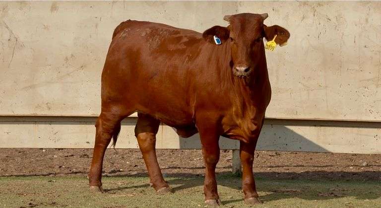 Open Beefmaster Heifer
