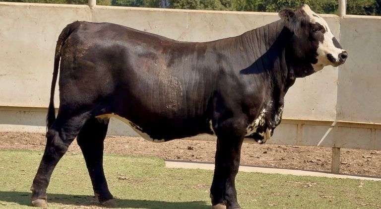 J&J Cattle Co: Open Replacement Heifer Online Auction 