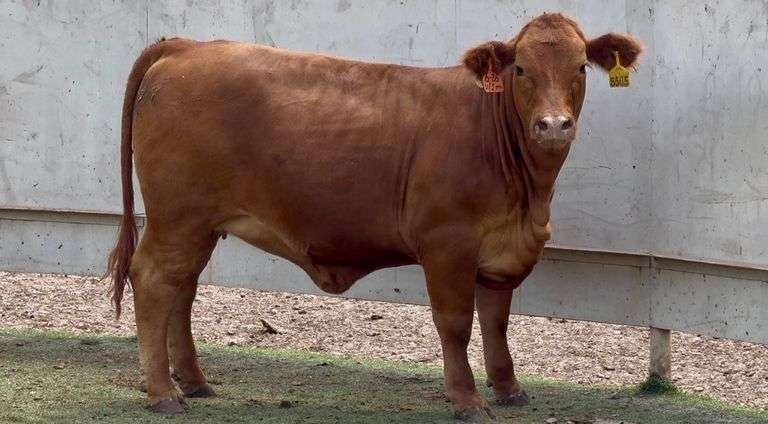 Bred Beefmaster Heifer