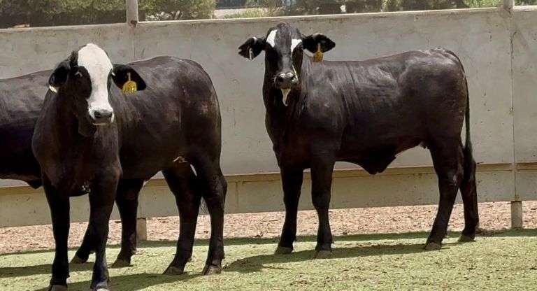 Half Blood Black Whiteface Heifers