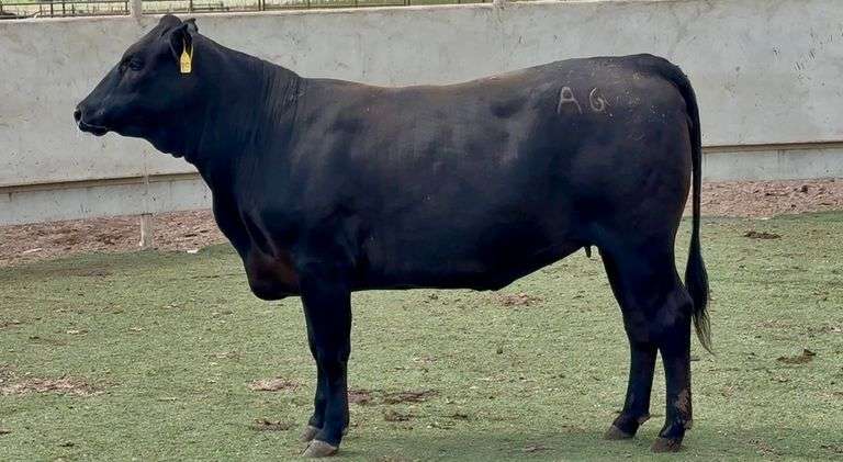 Bred Angus Plus Heifer