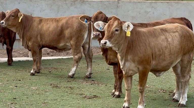Tigerstripe Heifers