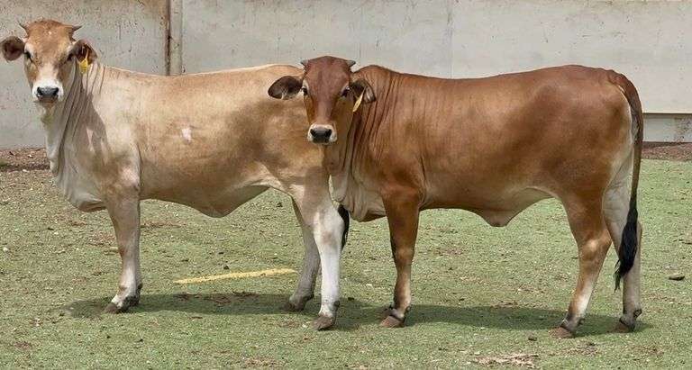 Jersey Brahman Cross Heifers