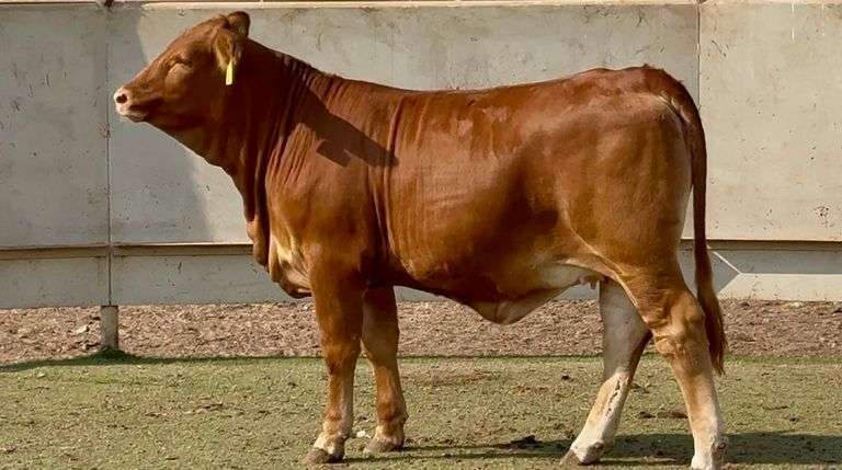 J&J Cattle Co: Open Replacement Heifer Online Auction