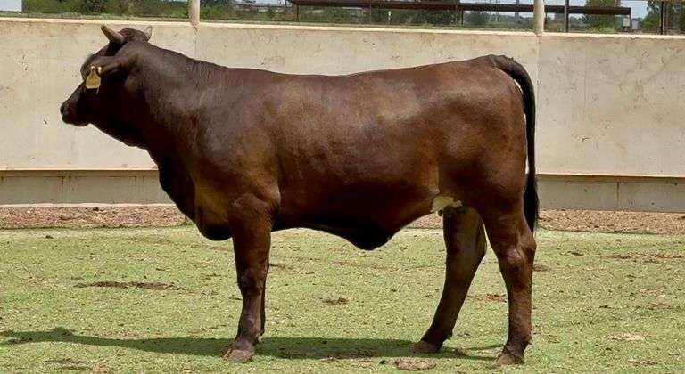 Bred Black Beefmaster Heifer