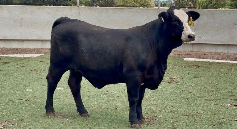 Open Black Whiteface Heifer