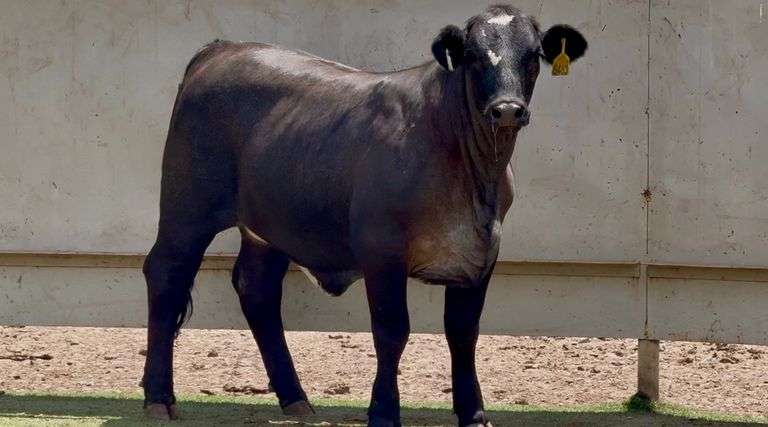 Open Black Beefmaster Heifer