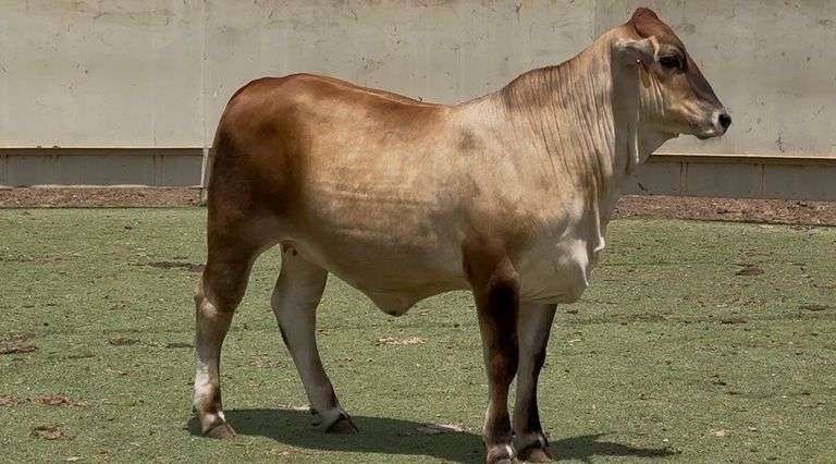 Braunvieh Brahman Cross Heifer