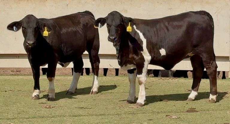 Open Black Beefmaster Heifers
