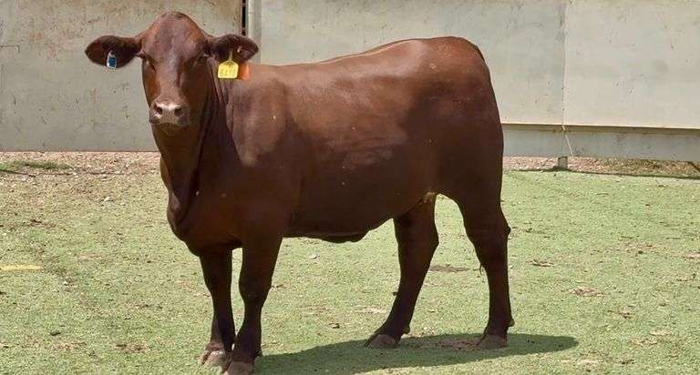 Bred Santa Gertrudis Heifer