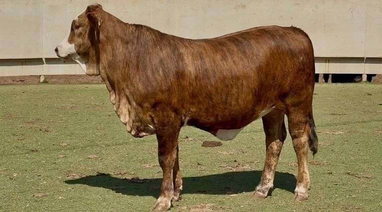 Open F1 Tigerstripe Braford Heifer