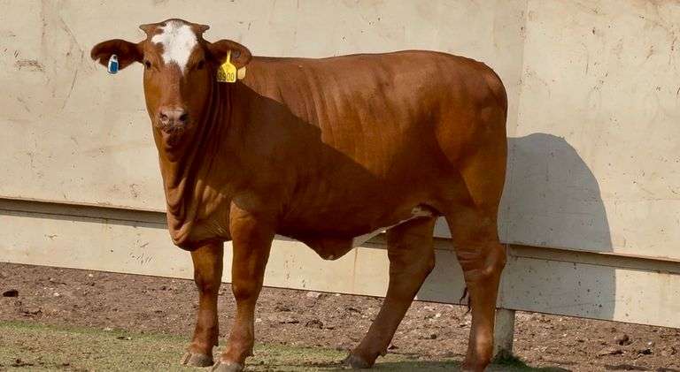 Open Beefmaster Heifer