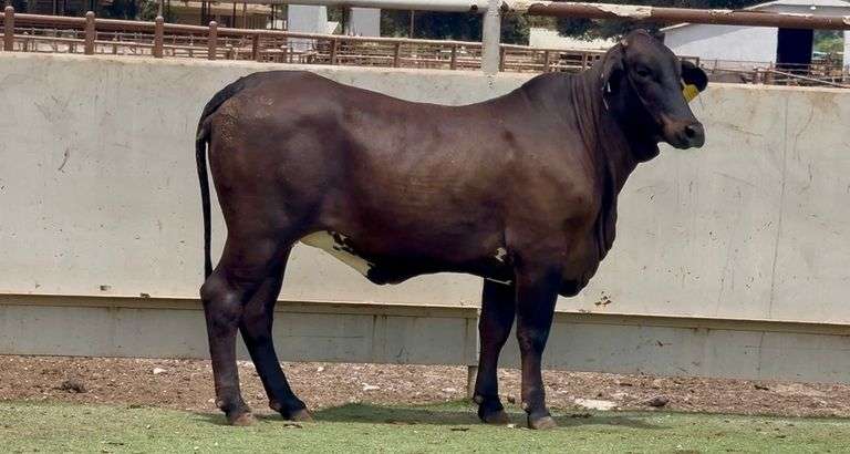 Brahman Cross Heifer