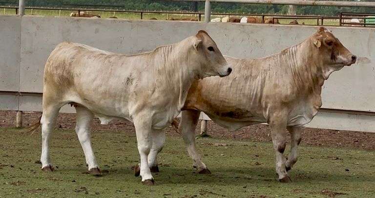 Brahman Cross Heifers