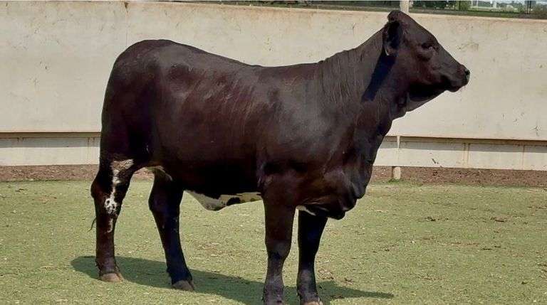 Open Black Beefmaster Heifer