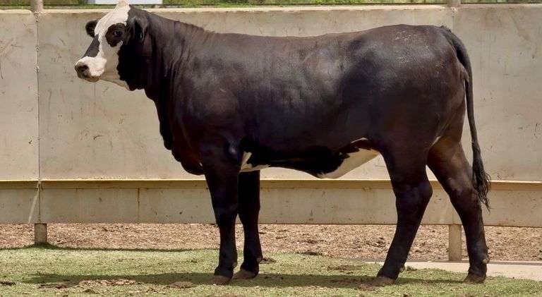 Open Black Motley Face Heifer