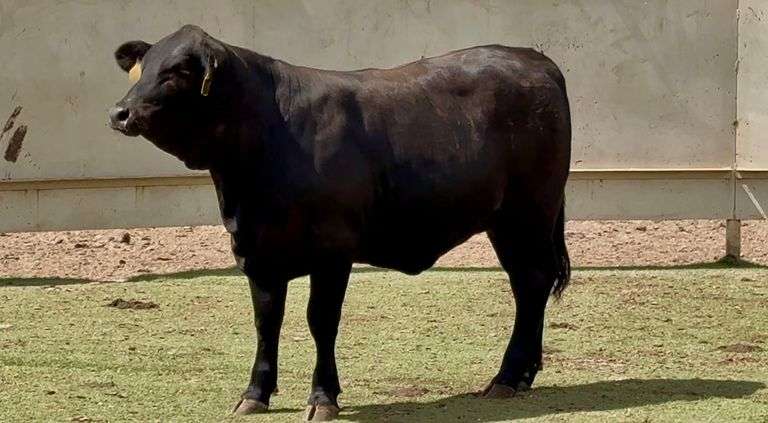 Bred Brangus Heifer