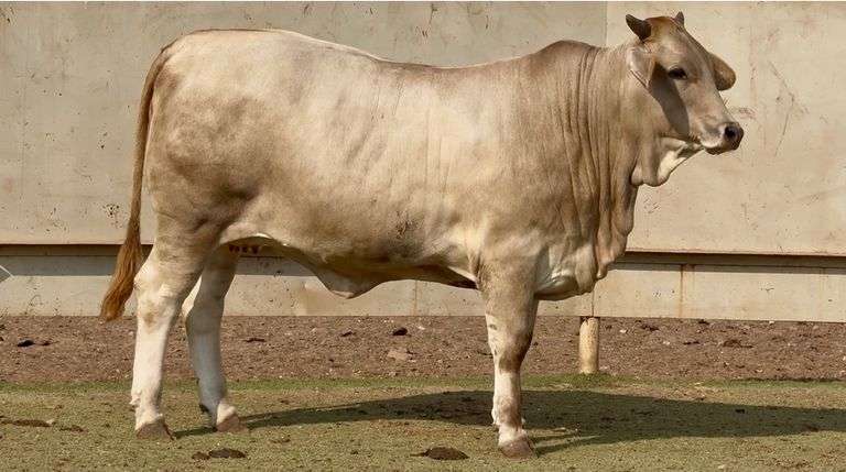 Open Charbray Heifer