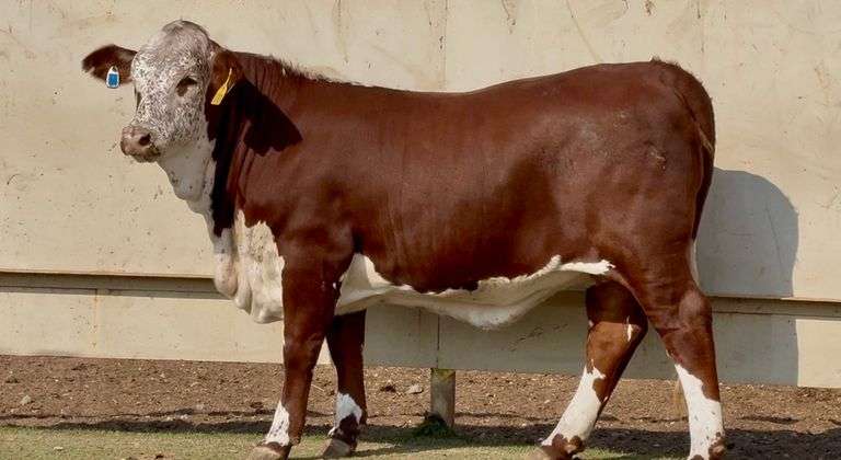Open Beefmaster Heifer
