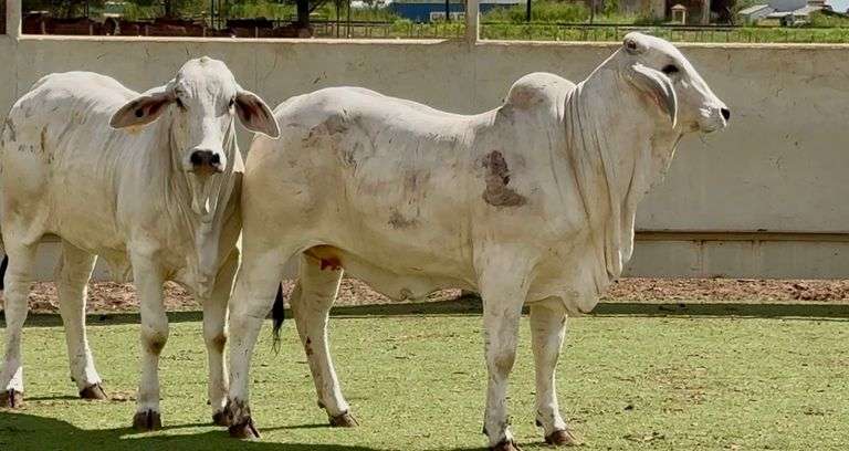Brahman Heifers