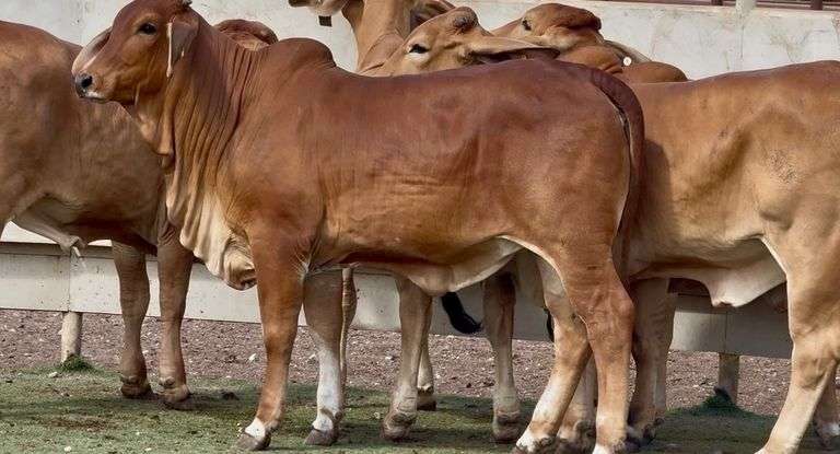 J&J Cattle Co: Open Replacement Heifer Online Auction