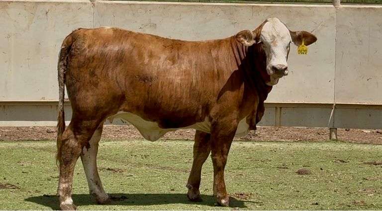 Open Braford Heifer