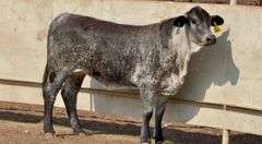 Open Blue Roan Heifer