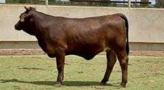 Bred Black Beefmaster Heifer