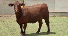 Bred Santa Gertrudis Heifer
