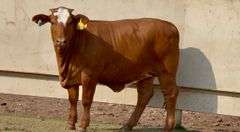 Open Beefmaster Heifer