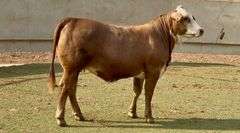 Open Simbrah Heifer
