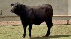 Bred Brangus Heifer