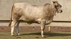Open Charbray Heifer