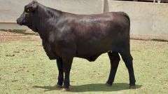 Open Beefmaster Cross Heifer