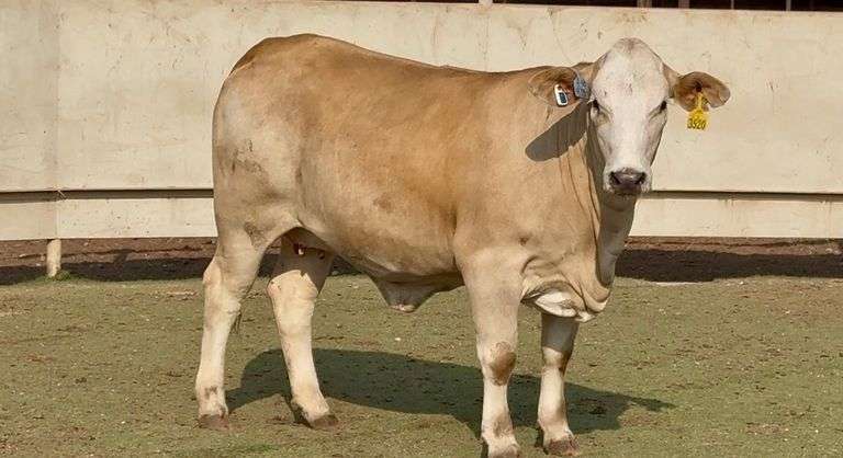 J&J Cattle Co: Bred Replacement Heifer Online Auction