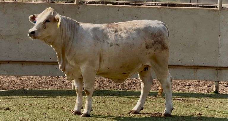 Bred Charolais Beefmaster Cross Heifer